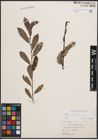 Foto von Salix cinerea subsp. atrocinerea (Brot.) Guinier